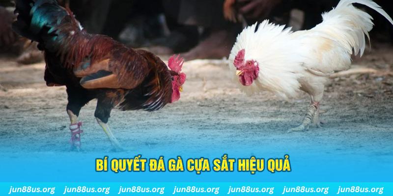 i8 game đá gà cựa dao