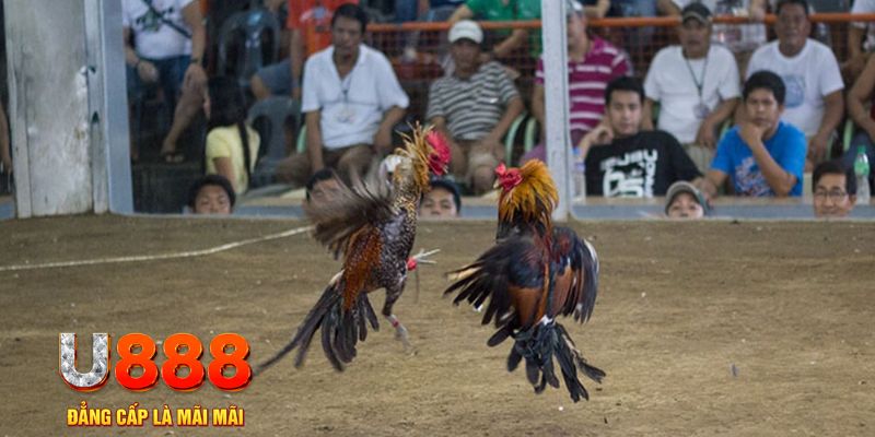 i8 game đăng nhập mậu binh online