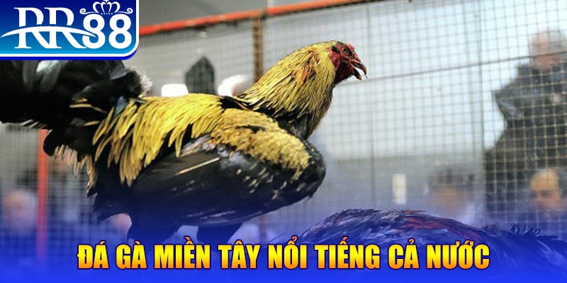 i8 game gà chọi c1.com trực tiếp 888